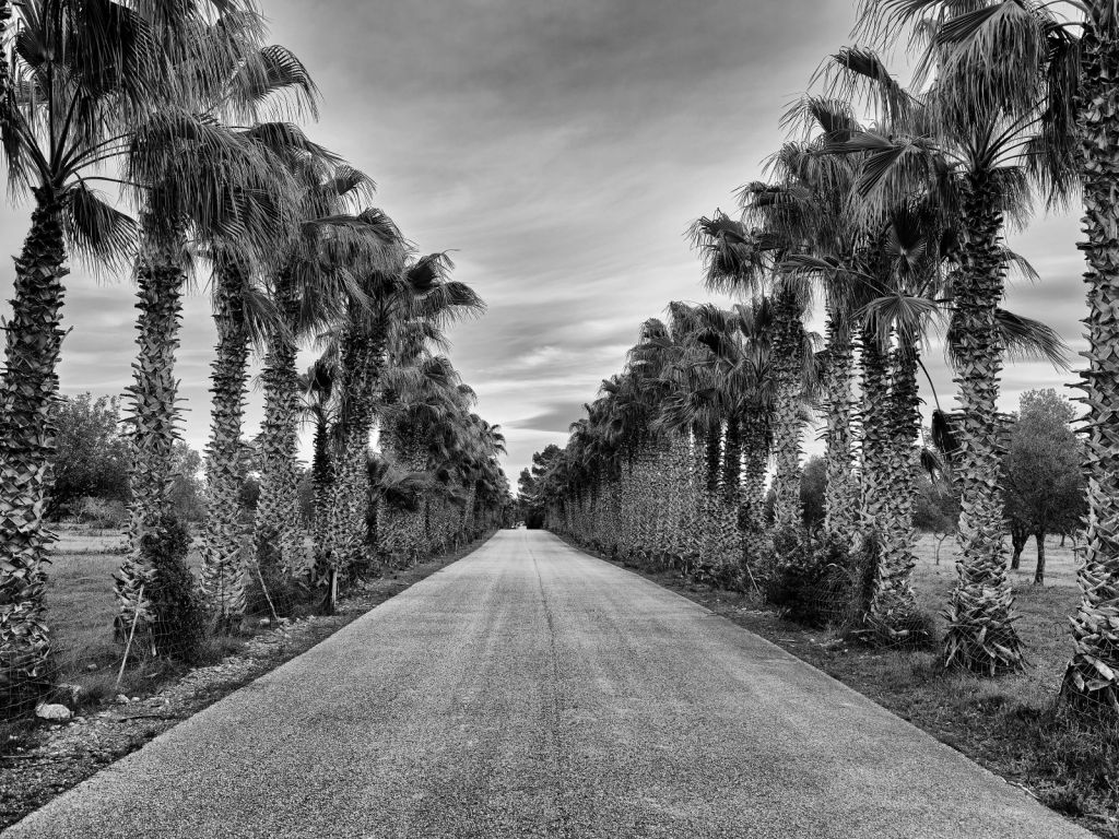 Ulica z palmami