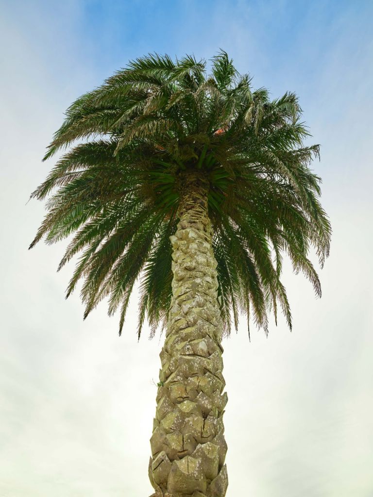 Duża palma