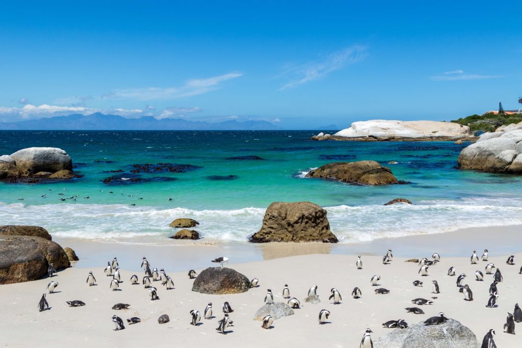 Plaża z pingwinami