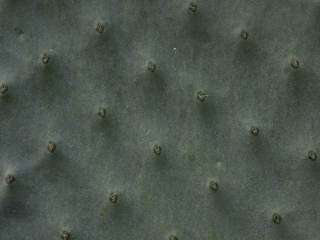 Kaktus w zbliżeniu