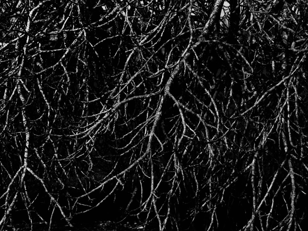 Gałęzie drzew w kolorze czarno-białym