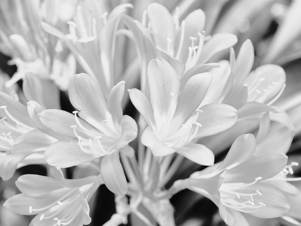 Kwiaty w kwitnieniu, czarno-białe