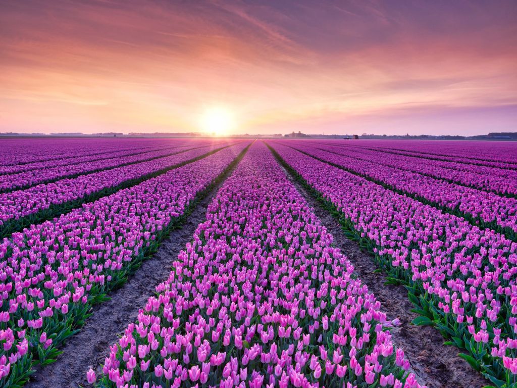 Pole tulipanów o wschodzie słońca