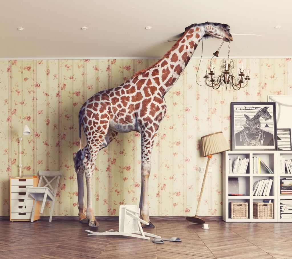 Żyrafa w salonie
