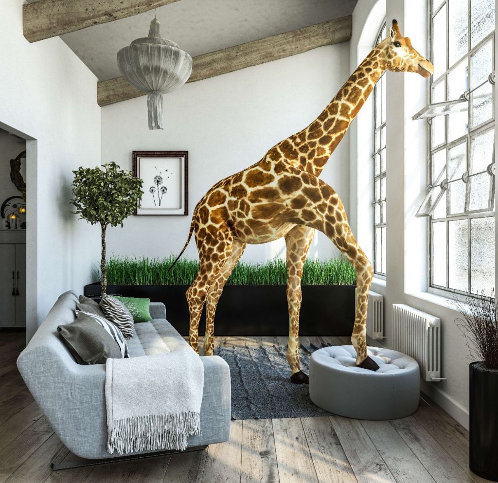 Żyrafa w domu