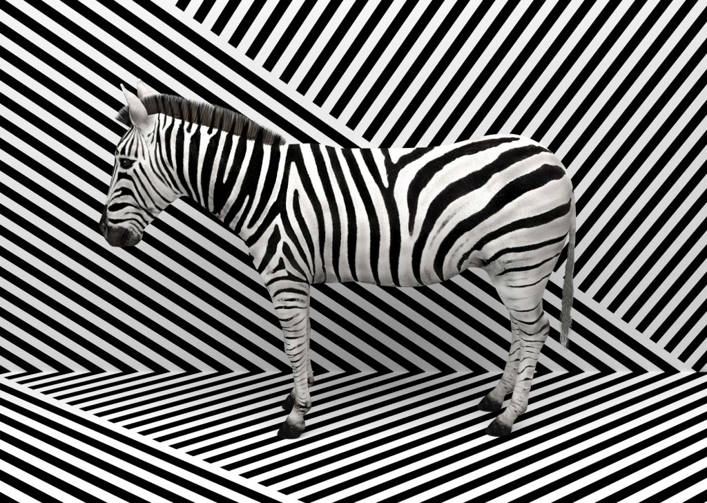 Zakamuflowana zebra