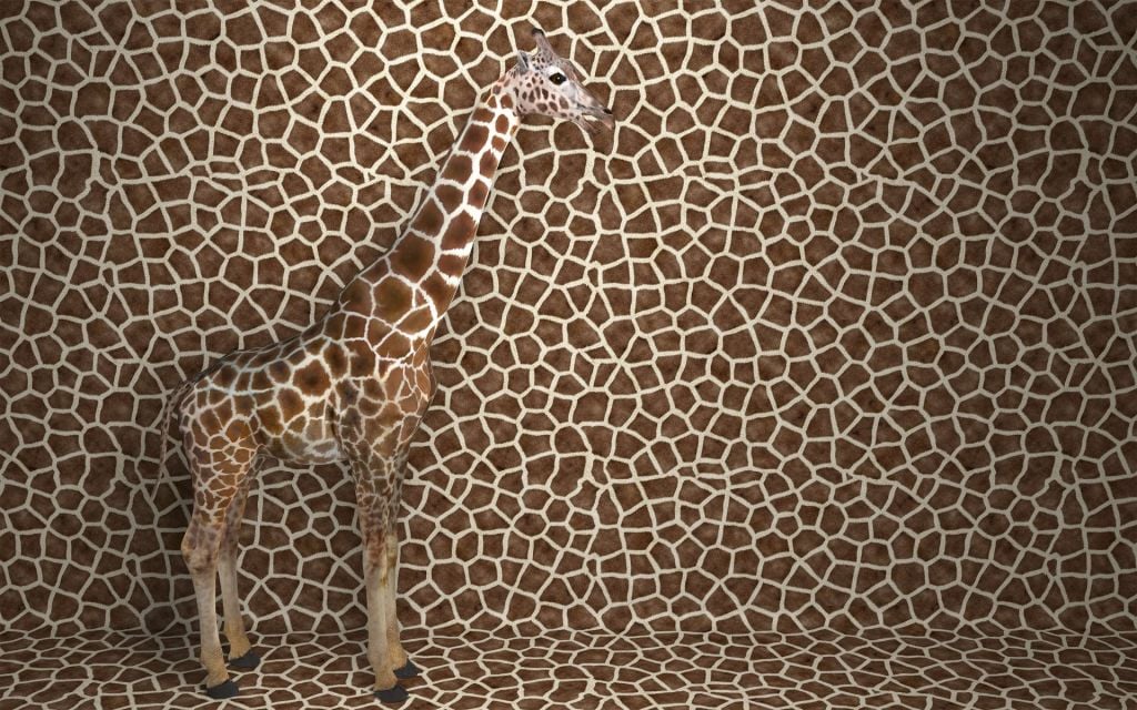 Zakamuflowana żyrafa