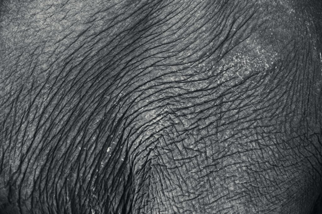 Skóra słonia w zbliżeniu