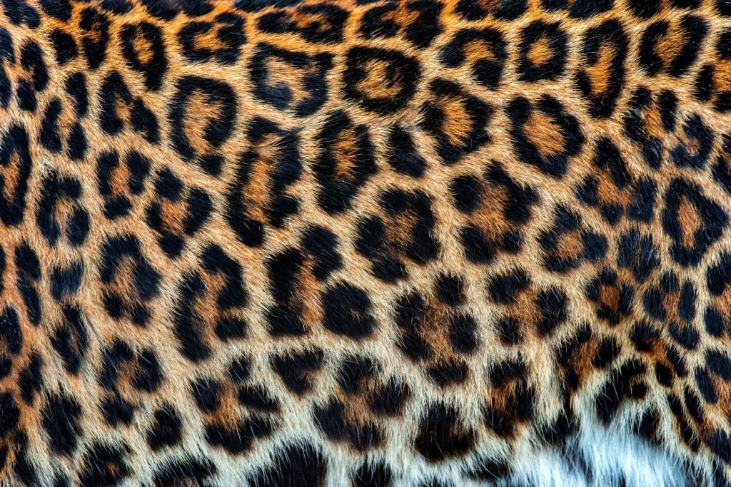 Płaszcz Leopard