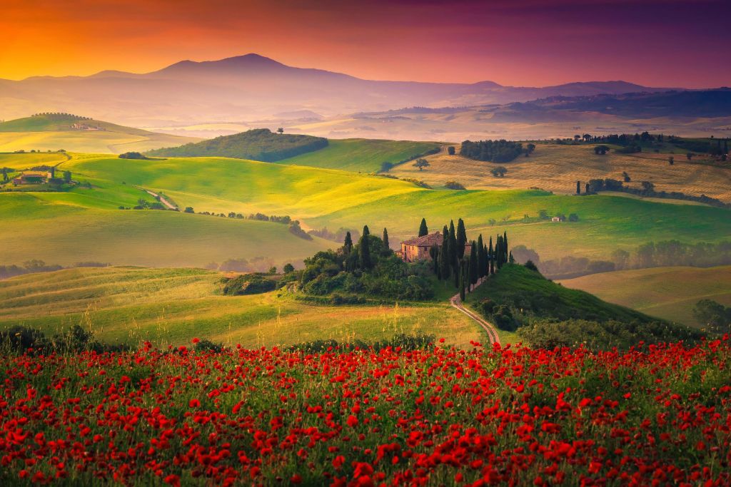 Czerwone maki z włoskim krajobrazem