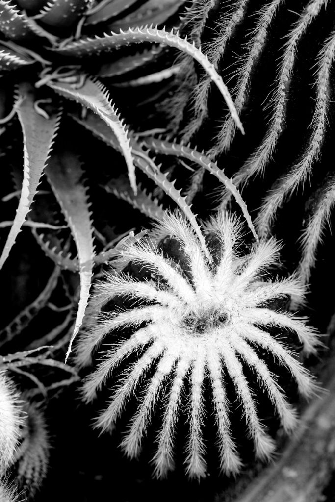 Kaktusy czarno-białe