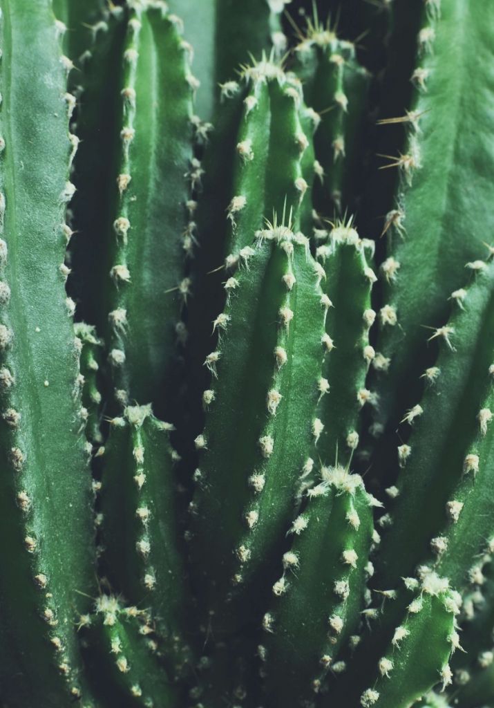 Zbliżenie zielony kaktus
