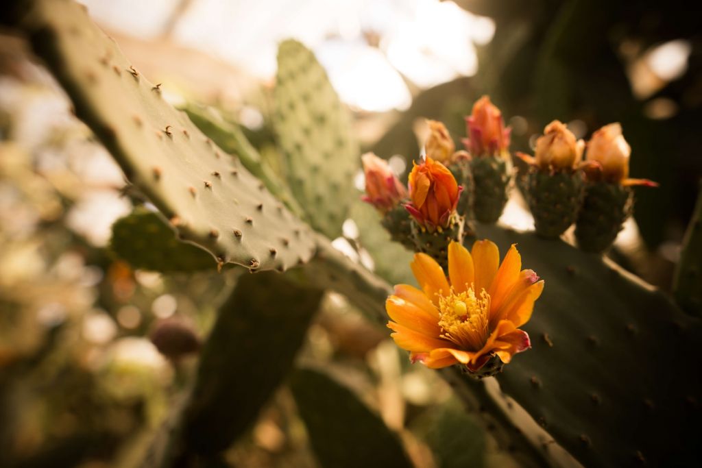 Kwiaty kaktusa pomarańczowego