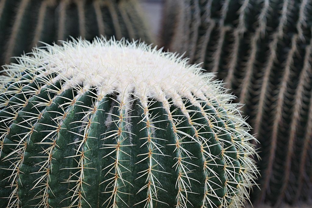Okrągły kaktus