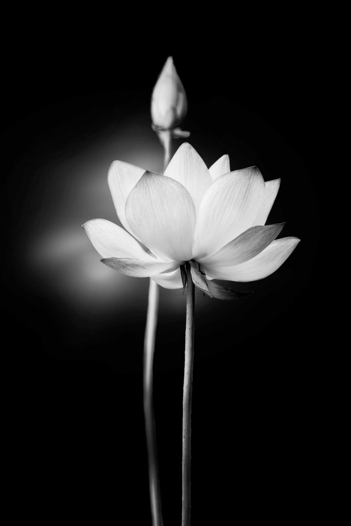 Kwiaty lotosu czarno-białe