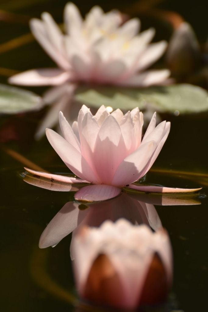 Kwiat lotosu w wodzie