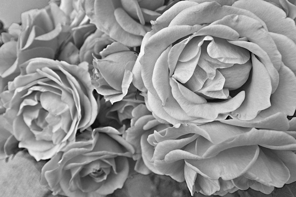 Róże czarno-białe