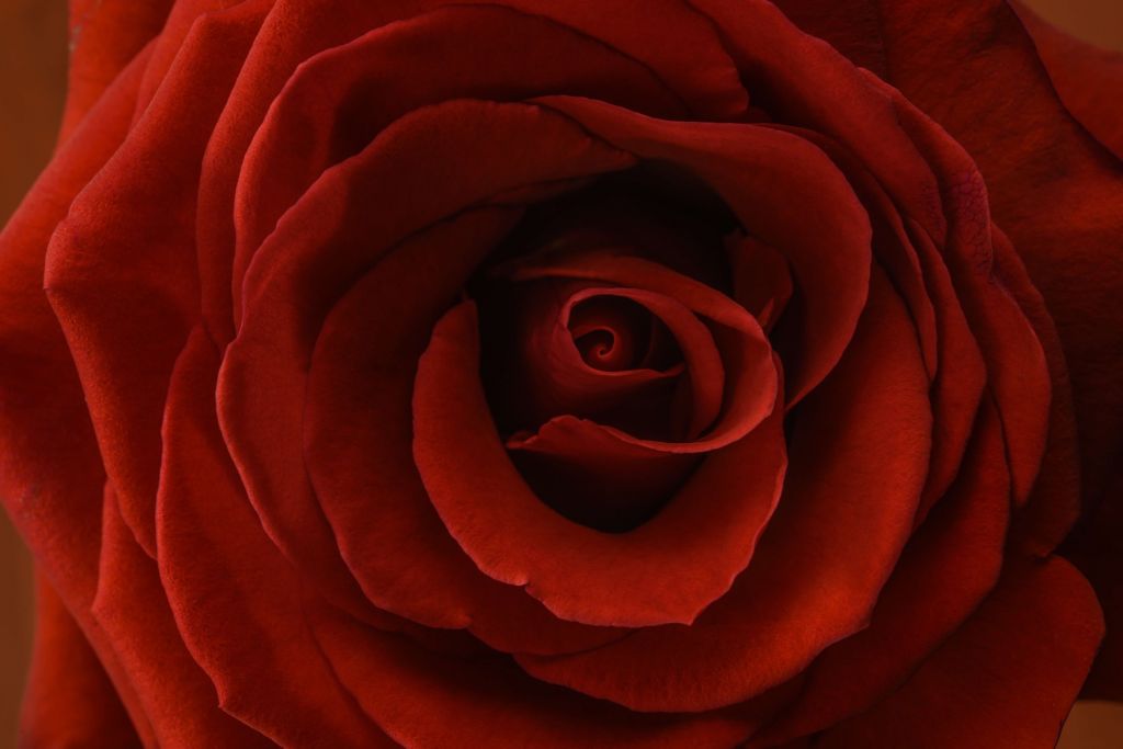 Zbliżenie czerwona róża