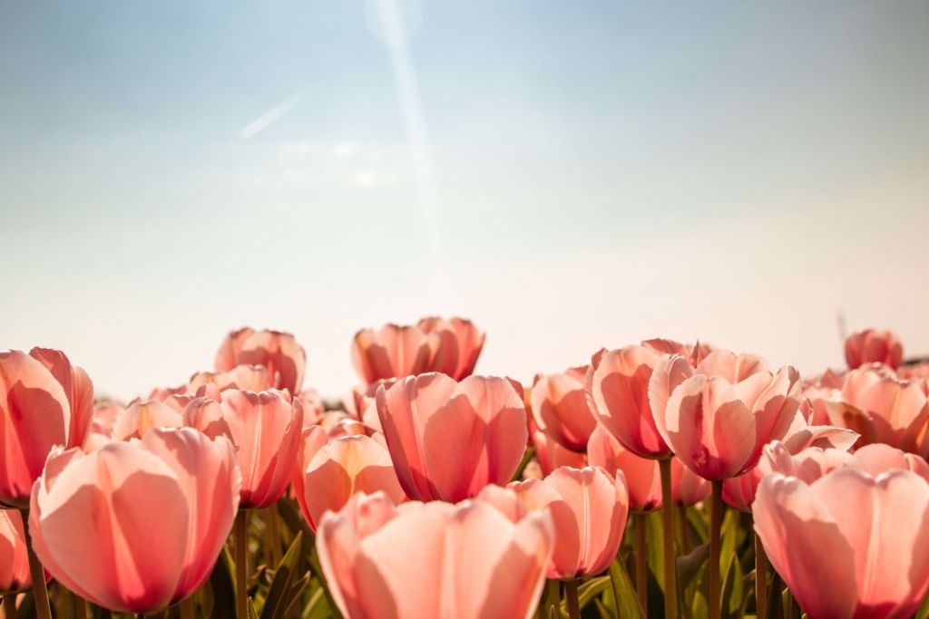 Tulipany w kolorze brzoskwiniowym