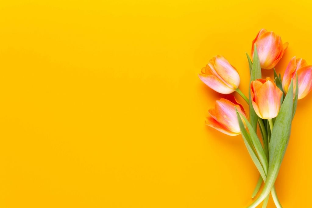 Tulipany na żółto