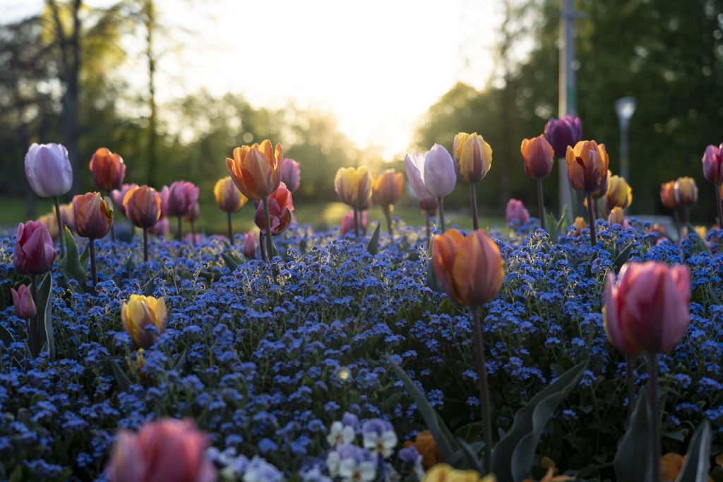 Wesołe pole tulipanów