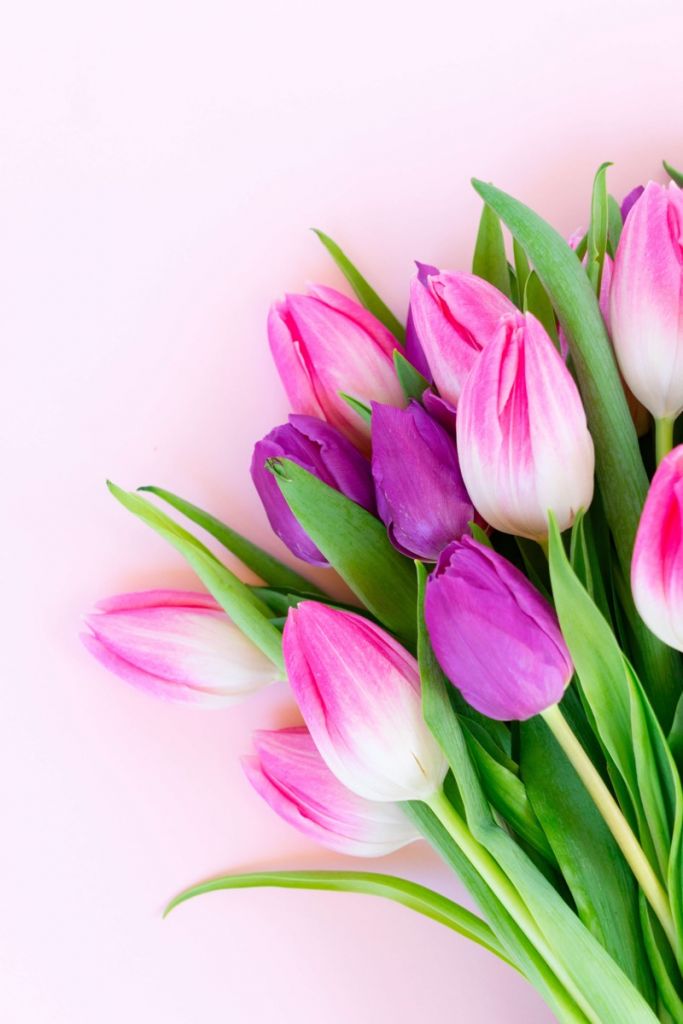 Różowe tulipany
