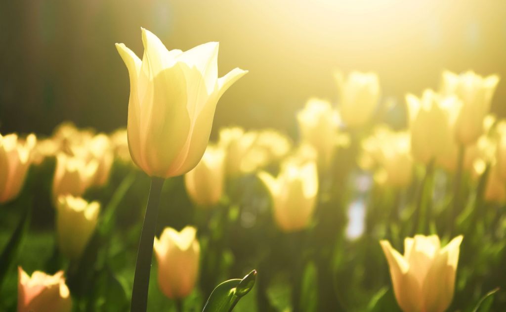 Zbliżenie tulipan żółty