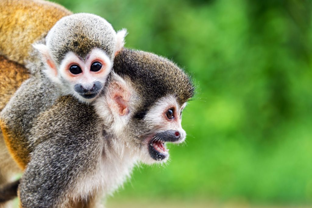 Małpy wiewiórki