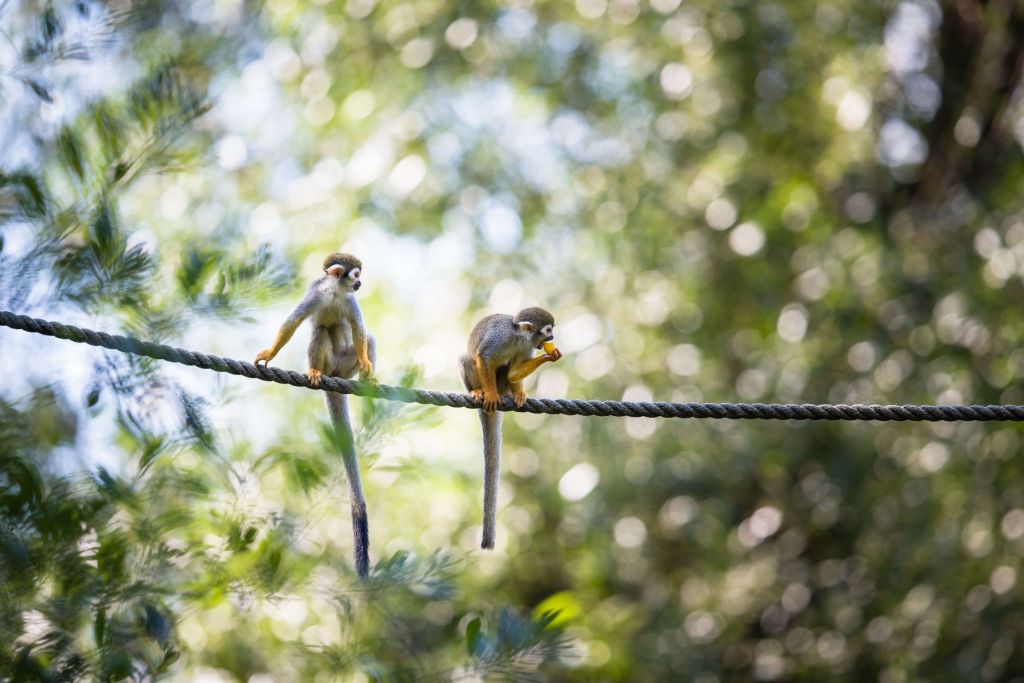 Małpy wiewiórki na linie