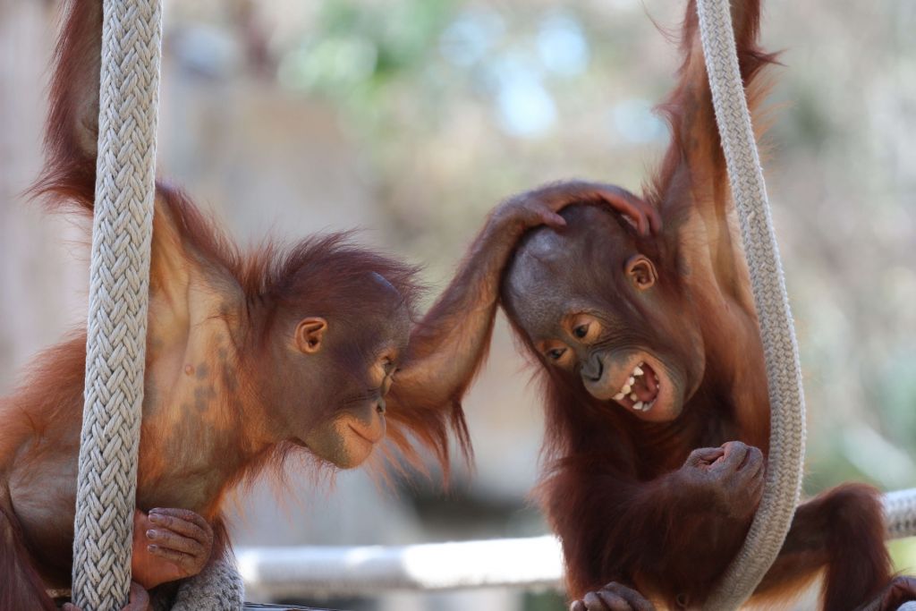 Dziecięce orangutany