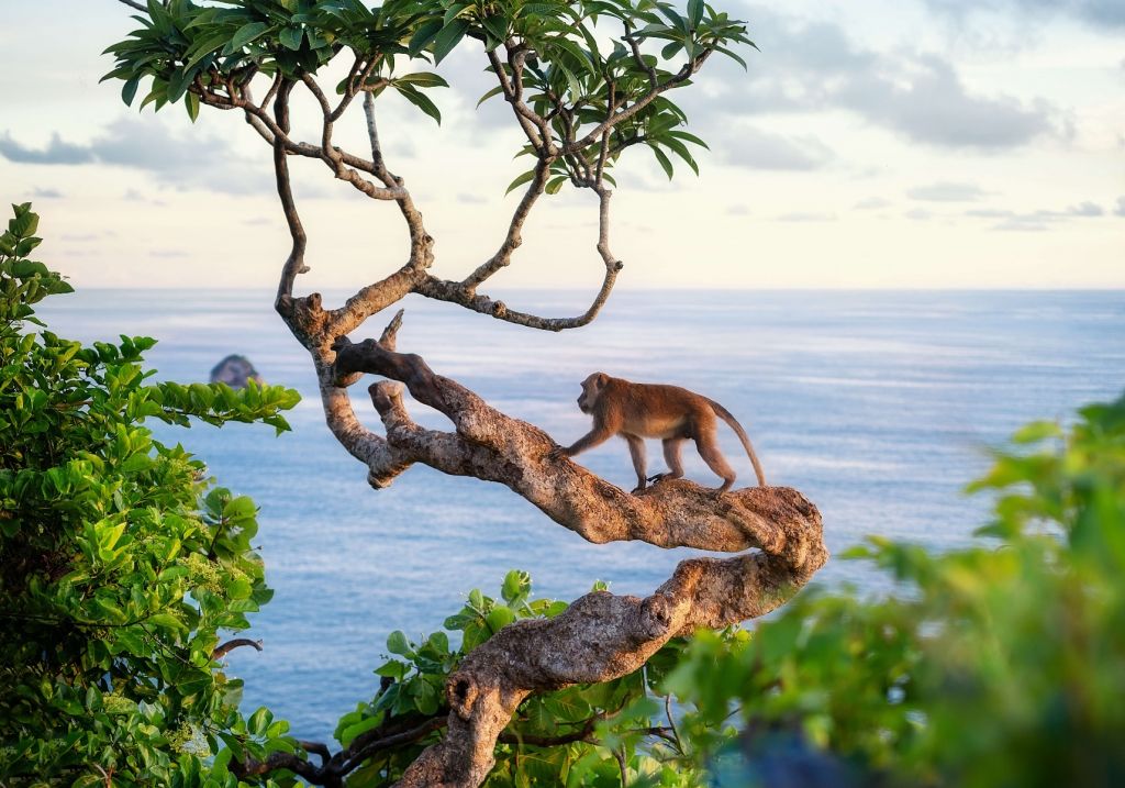 Małpa na drzewie