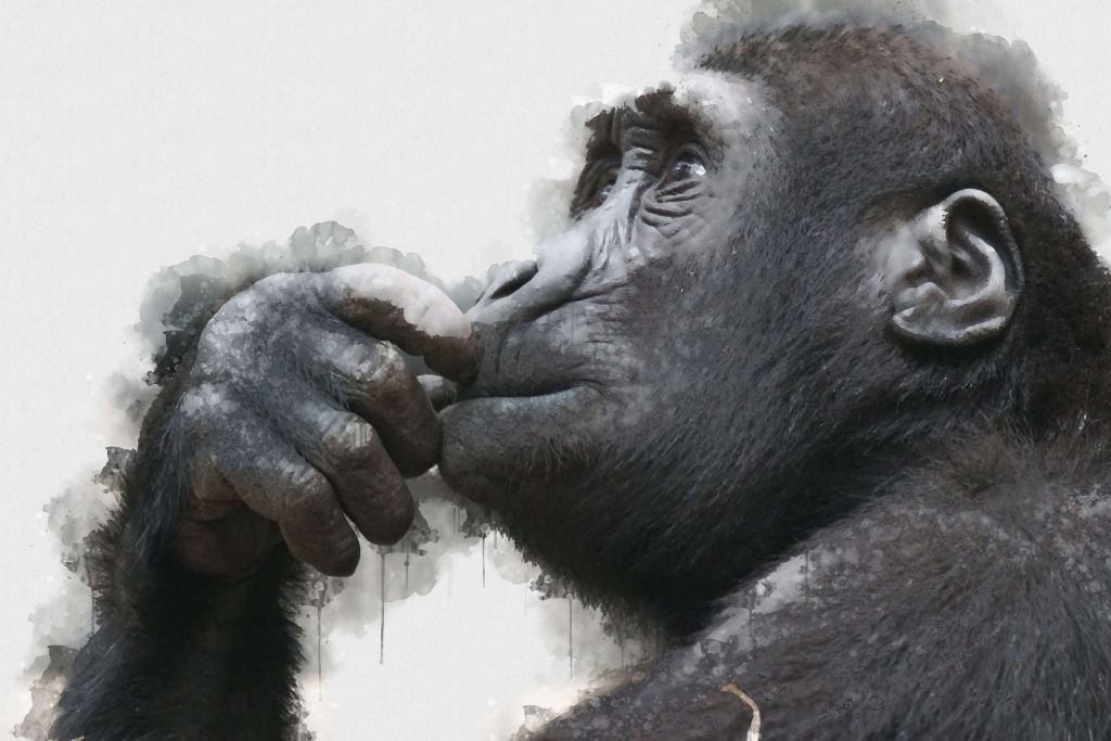 Akwarela szympansa