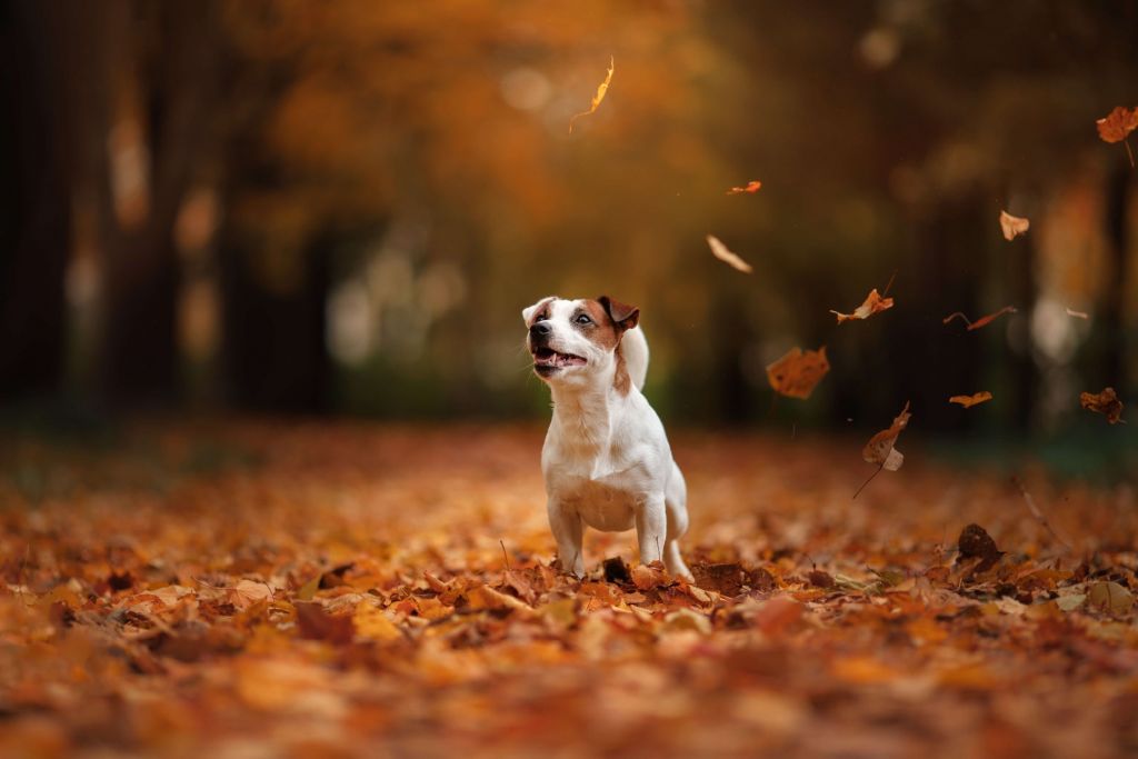 Jack Russell Terrier na jesieni