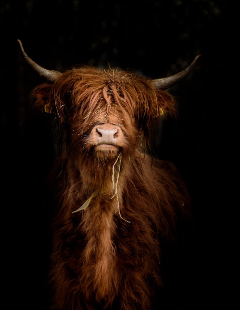 Portret Szkockiej Góralki