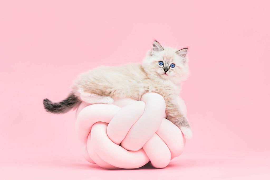 Biały kot na różowym tle