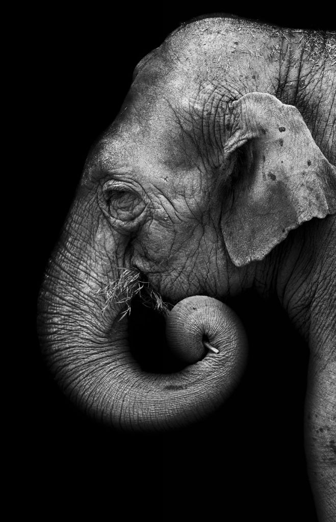 Portret słonia