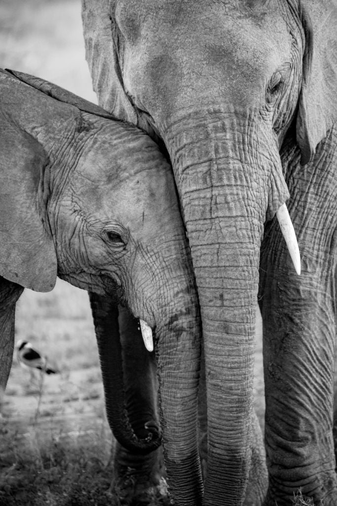 Słonie kłusownice