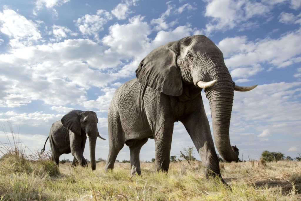 Mijające słonie