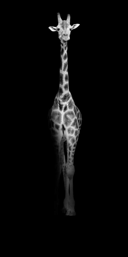 Żyrafa czarno-biała
