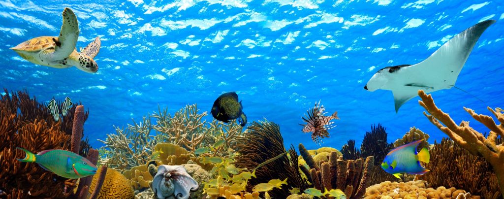 Panorama podwodna
