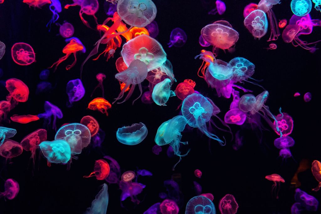 Kolorowa meduza