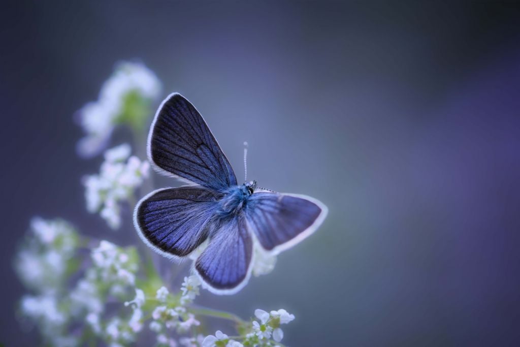 Niebieski motyl
