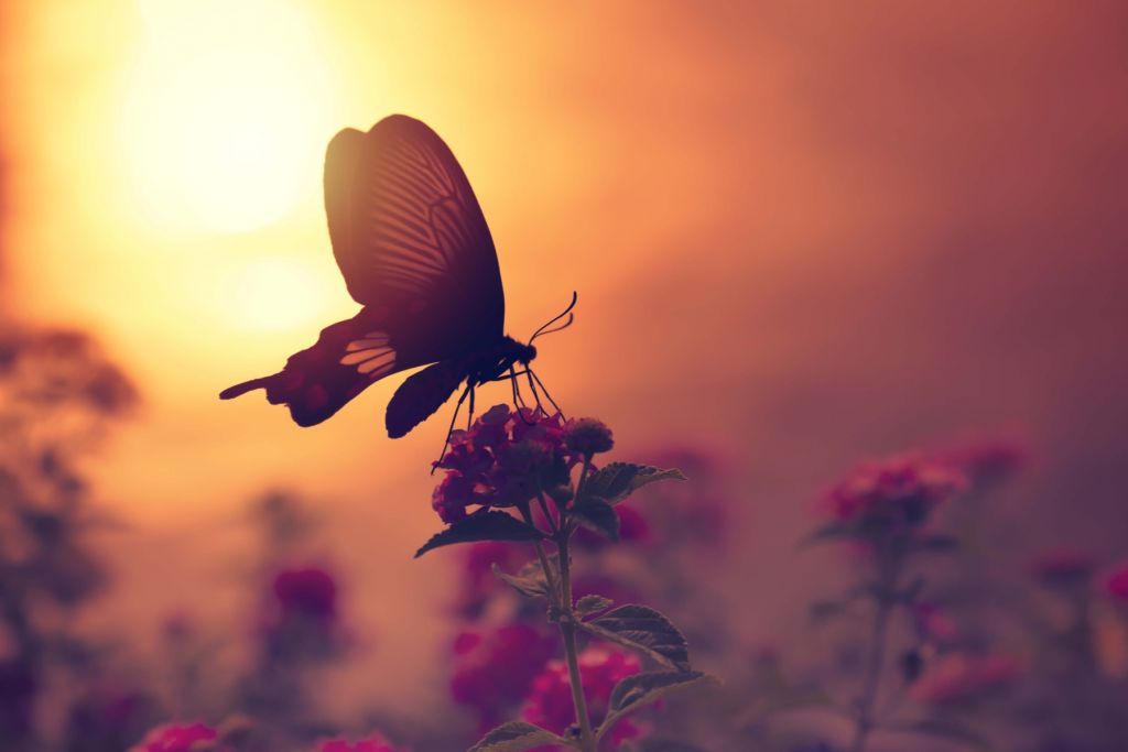 Butterfly z zachodem słońca