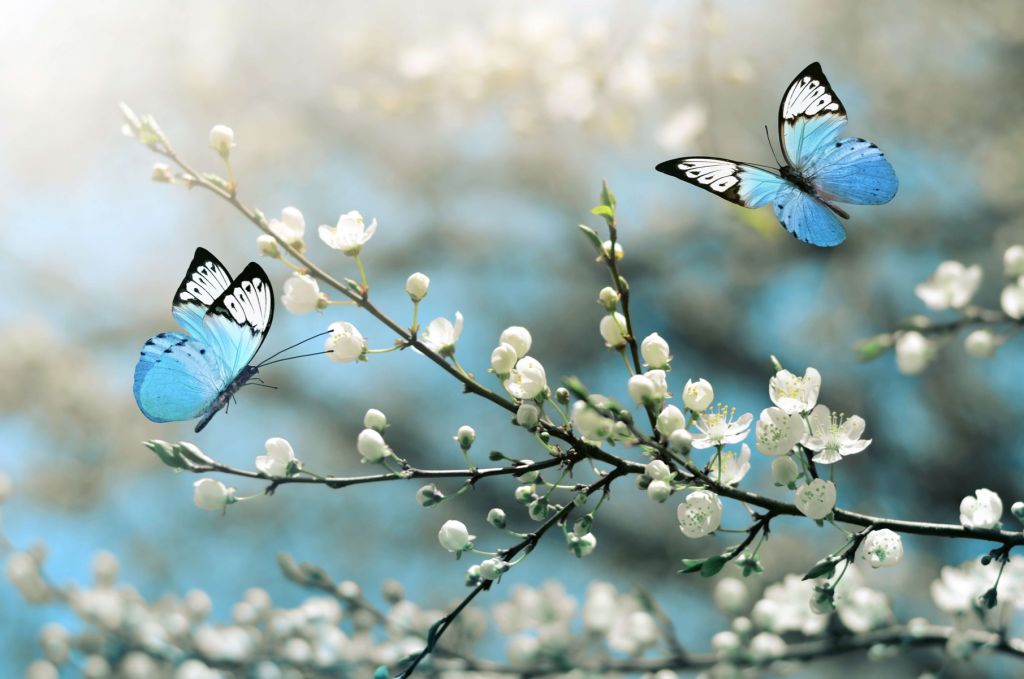 Niebieskie motyle