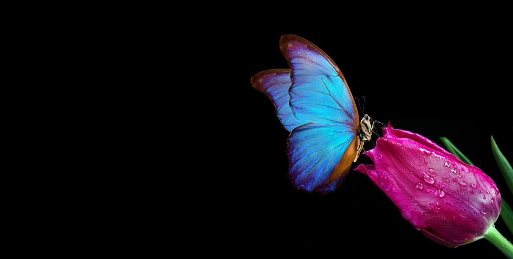 Butterfly na tulipanie