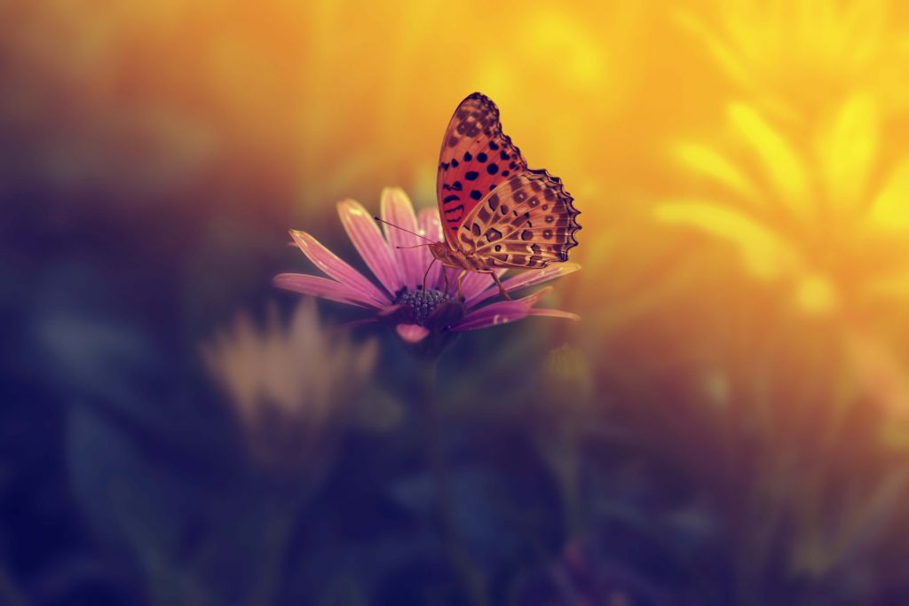 Czerwony motyl na kwiatku
