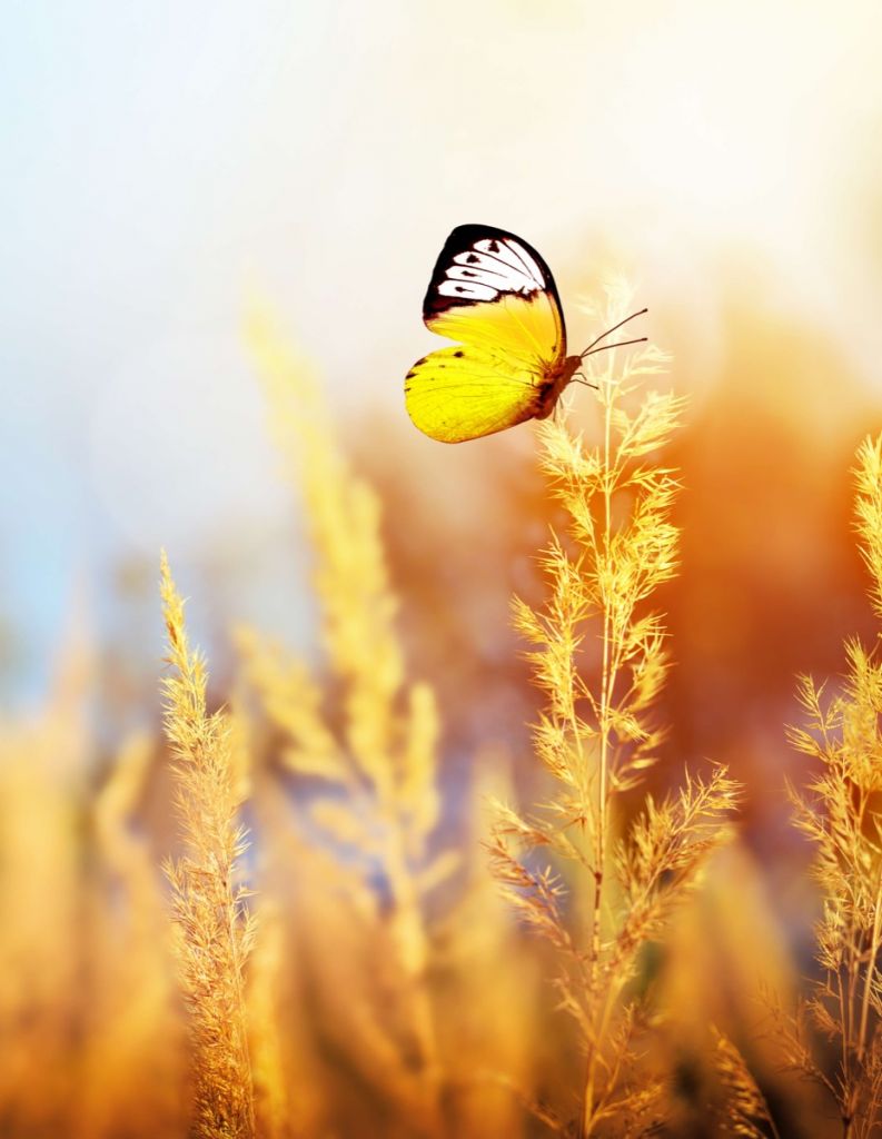 Żółty motylek