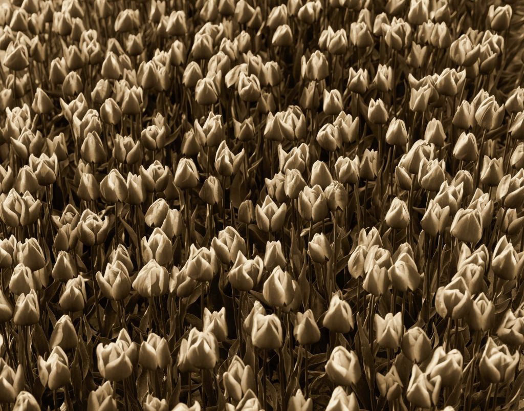 Złote Tulipany