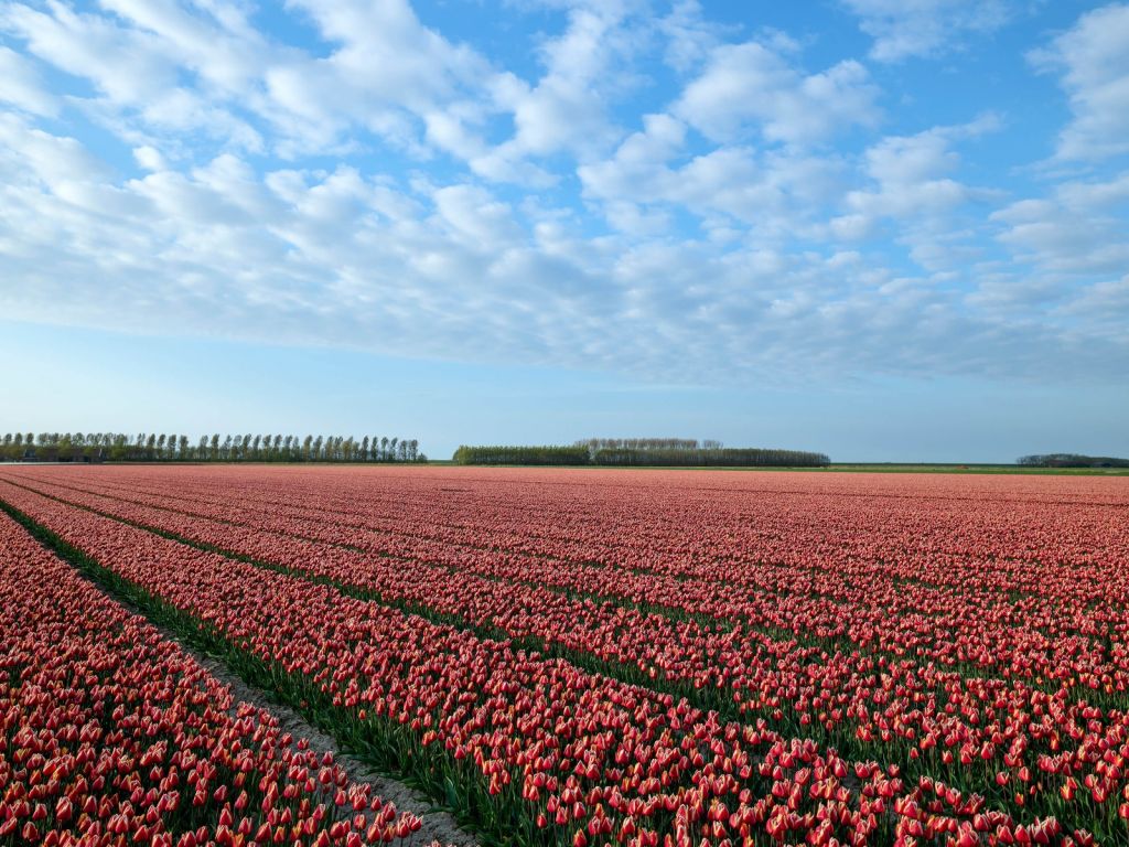 Pole tulipanów z pięknymi chmurami