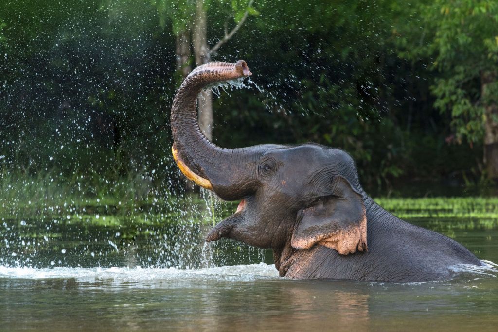 Słoń w wodzie